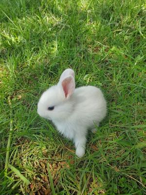 Rabbit