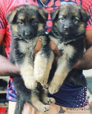German shepherd purebred