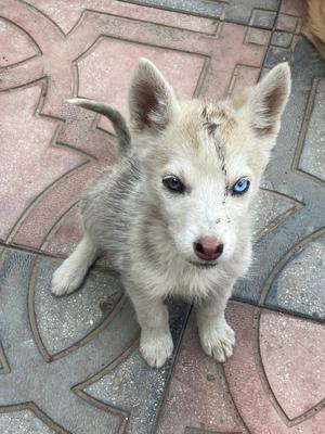 Mixed husky with fair price