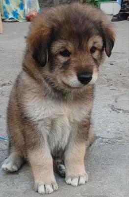 🦁 Meet Tibetan Breed